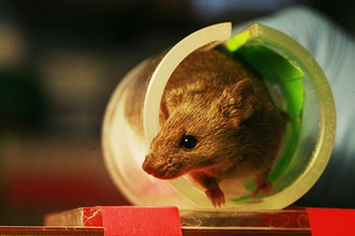 Illustration for article titled How Mice Turned Their Private Paradise Into A Terrifying Dystopia
